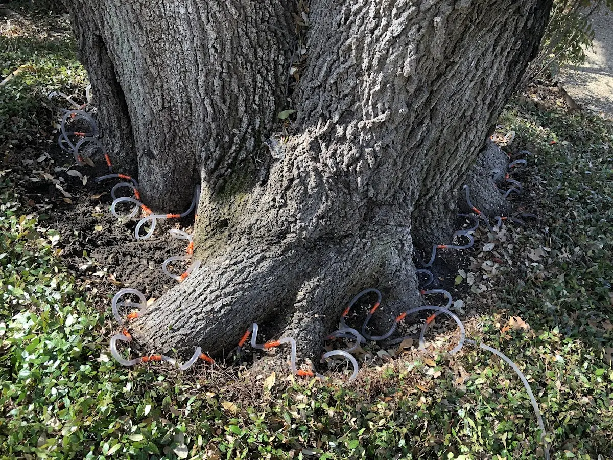 Detailed Tree Cabling and Bracing job site in Mount Pleasant